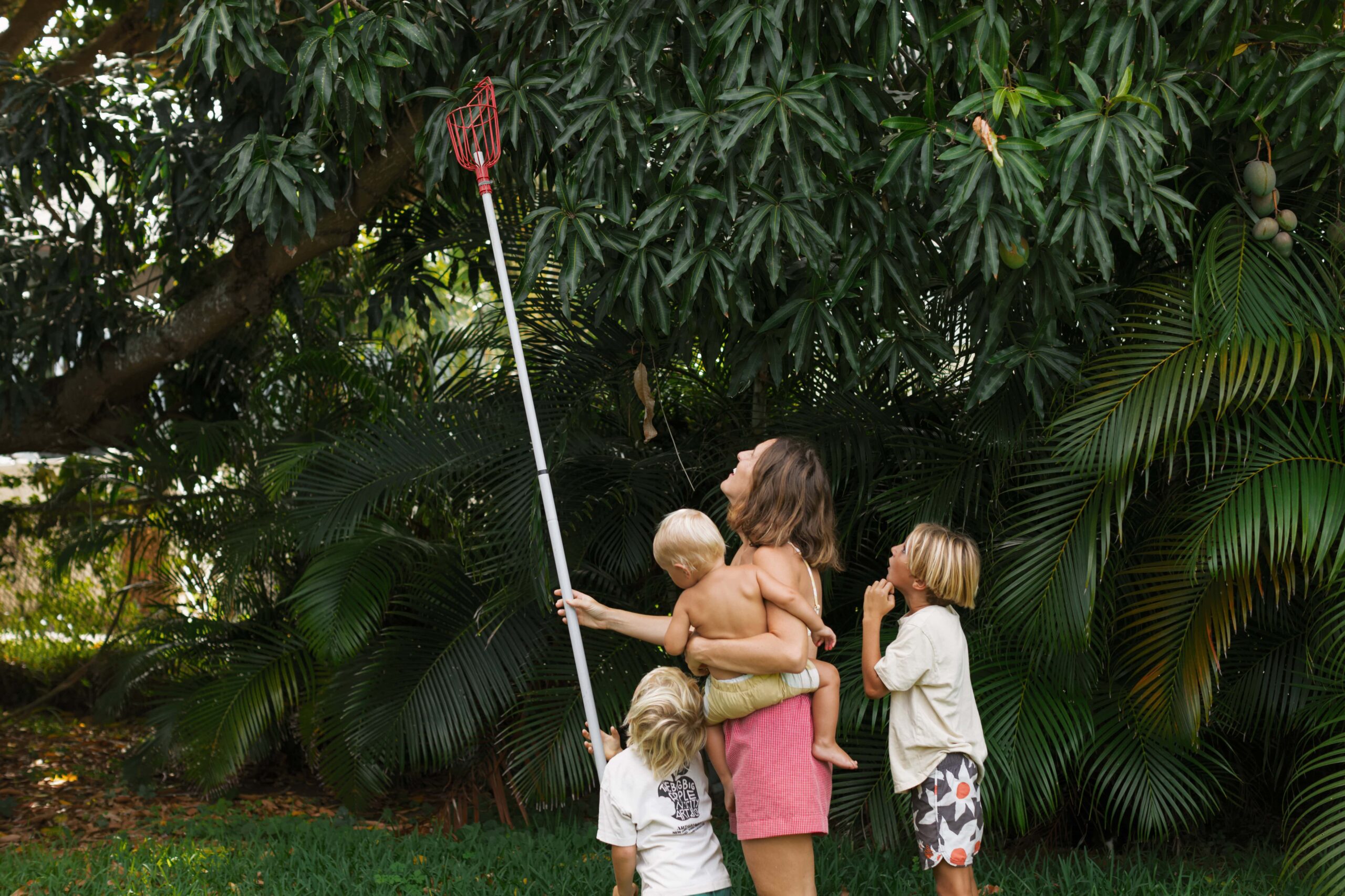 family picks mangos from tree during film family session on oahu